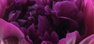 purple peony