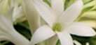 Night Blooming Tuberose